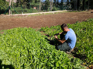 Fattoria Vetuscolana: l'agricoltura che fa bene al territorio e alle persone